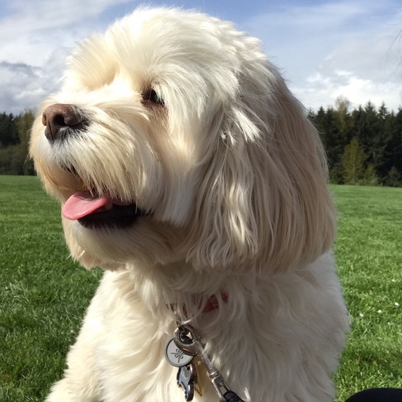 In Loving Memory of my sweet Boy…  💙Charlie - Picture 5 of 16